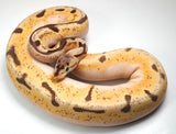 Load image into Gallery viewer, 2022 Female Spider Enchi Orange Dream Bald Ball Python