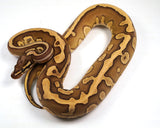 Load image into Gallery viewer, 2022 Male Leopard Lesser Platinum Het. Cryptic (Pairs with Clown) Ball Python - SALE!