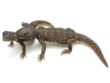 Load image into Gallery viewer, Unsexed Baby Egyptian Uromastyx  - Representative Photos