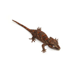 Load image into Gallery viewer, Baby Gargoyle Gecko 