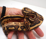 Load image into Gallery viewer, 23&#39; Female Gravel Spector Leopard + Ball Python - SMOKING!