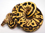 Load image into Gallery viewer, 2023 Female Pastel Leopard EMG Lucifer Possible Bald Possible Orange Dream Ball Python