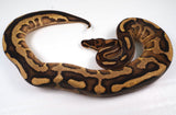 Load image into Gallery viewer, 23&#39; Female Gravel Spector Leopard + Ball Python - SMOKING!