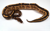 Load image into Gallery viewer, 23&#39; Female Gravel Spector Leopard + Ball Python - SMOKING!