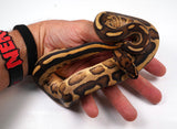 Load image into Gallery viewer, 23&#39; Female Gravel Spector Leopard + Ball Python - SMOKING!