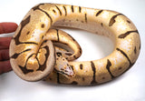 Load image into Gallery viewer, 23&#39; Female Sub Adult Bumble Bee MicroScale Ball Python