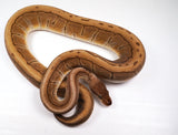 Load image into Gallery viewer, 23&#39; Male Breedable HG Woma Granite Pinstripe Het Clown Piebald  Ball Python