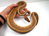 Load image into Gallery viewer, 23&#39; Male Breedable HG Woma Granite Pinstripe Het Clown Piebald  Ball Python