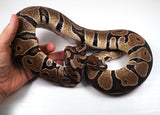 Load image into Gallery viewer, 23&#39; Female Sub Adult MicroScale Ball Python (Copy)