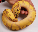 Load image into Gallery viewer, 2023 Male Super Enchi Super Bald Pastel Orange Dream YB + Ball Python - WOW!!