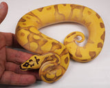 Load image into Gallery viewer, 2023 Male Super Enchi Super Bald Pastel Orange Dream YB + Ball Python - WOW!!