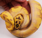 Load image into Gallery viewer, 2023 Male Super Enchi Super Bald Pastel Orange Dream YB + Ball Python - WOW!!