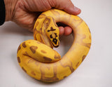 Load image into Gallery viewer, 2023 Male Super Enchi Super Bald Pastel Orange Dream YB + Ball Python - WOW!!