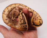 Load image into Gallery viewer, 2023 Female Hidden Gene Woma Static Enchi Yellowbelly Poss Nanny Ball Python - WOW!!