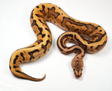 Load image into Gallery viewer, 2023 Female Hidden Gene Woma Static Enchi Yellowbelly Poss Nanny Ball Python - WOW!!