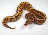 Load image into Gallery viewer, 2023 Female Hidden Gene Woma Static Enchi Yellowbelly Poss Nanny Ball Python - WOW!!