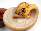 Load image into Gallery viewer, 2023 Male Super Enchi Super Bald Pastel Orange Dream YB + Ball Python - WOW!!