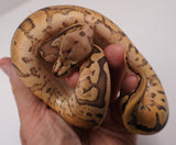 Load image into Gallery viewer, 2023 Female Hidden Gene Woma Static Enchi Yellowbelly Poss Nanny Ball Python - WOW!!