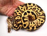 Load image into Gallery viewer, 2023 Female Pastel Leopard EMG Lucifer Possible Bald Possible Orange Dream Ball Python