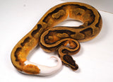 Load image into Gallery viewer, 23&#39; Female Piebald Leopard Enchi Ball Python