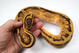 Load image into Gallery viewer, 23&#39; Female Piebald Leopard Enchi Ball Python