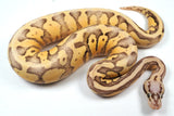 Load image into Gallery viewer, 23&#39; Male  Super Pastel Lucifer Super Fader Yellow Belly Poss Het Clown - YB  Ball Python - SALE!