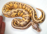 Load image into Gallery viewer, 23&#39; Male  Super Pastel Lucifer Super Fader Yellow Belly Poss Het Clown - YB  Ball Python - SALE!