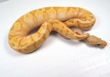 Load image into Gallery viewer, 23&#39; Male Coral Glow HG Woma Granite Enchi Poss Spotnose Special Yellowbelly Ball Python