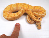 Load image into Gallery viewer, 23&#39; Male Coral Glow HG Woma Granite Enchi Poss Spotnose Special Yellowbelly Ball Python