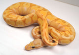 Load image into Gallery viewer, 23&#39; Male Coral Glow HG Woma Granite Enchi Poss Spotnose Special Yellowbelly Ball Python