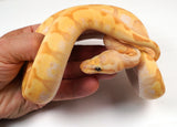 Load image into Gallery viewer, 23&#39; Male Coral Glow HG Woma Granite Enchi Poss Spotnose Special Yellowbelly Ball Python