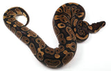 Load image into Gallery viewer, 23&#39; Female Het Candy Albino Het Piebald  Ball Python - SALE!