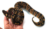 Load image into Gallery viewer, 23&#39; Female Het Candy Albino Het Piebald  Ball Python - SALE!