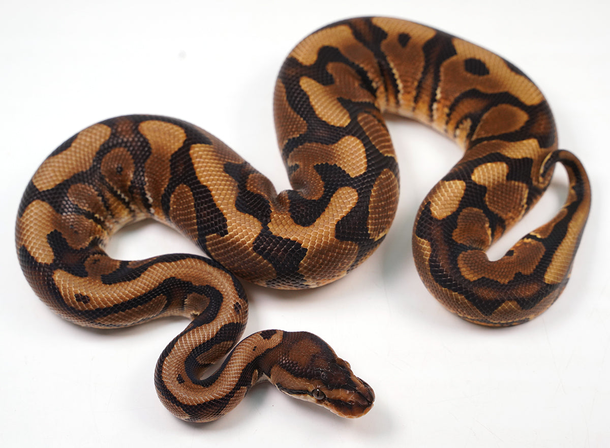 2023 Male Hidden Gene Woma Odium Ball Python - SALE! – New England ...