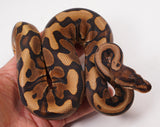 Load image into Gallery viewer, 2023 Male Hidden Gene Woma Odium Ball Python - SALE!