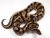 Load image into Gallery viewer, 2023 Male Static/Confusion Ball Python - SALE!