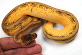 Load image into Gallery viewer, 23&#39; Male  Super Enchi Pinstripe Malum Ball Python - SALE!