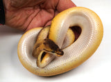 Load image into Gallery viewer, 23&#39; Male  Super Enchi Pinstripe Malum Ball Python - SALE!