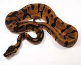 Load image into Gallery viewer, 2023 Female Static Enchi Ball Python