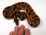 Load image into Gallery viewer, 2023 Female Static Enchi Ball Python