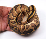 Load image into Gallery viewer, 2023&#39; Female Gravel Spector Leopard Combo  Ball Python - SALE!