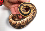 Load image into Gallery viewer, 2023&#39; Female Gravel Spector Leopard Combo  Ball Python - SALE!