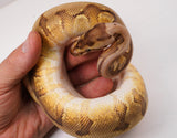 Load image into Gallery viewer, 23&#39; Male  HG Woma Enchi Lucifer Odium +  Ball Python - SALE!