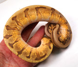 Load image into Gallery viewer, 23&#39; Male  HG Woma Enchi Lucifer Odium +  Ball Python - SALE!