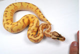 Load image into Gallery viewer, 23&#39; Female Super Enchi Super Pastel Lucifer HGWoma Yellow Belly Fader Poss Special Ball Python