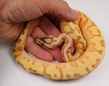 Load image into Gallery viewer, 23&#39; Female Super Enchi Super Pastel Lucifer HGWoma Yellow Belly Fader Poss Special Ball Python