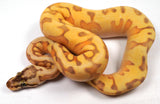 Load image into Gallery viewer, 23&#39; Female Super Enchi Super Pastel Lucifer HGWoma Yellow Belly Fader Poss Special Ball Python