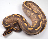 Load image into Gallery viewer, 23&#39; Female Freeway Enchi Leopard Fire Poss Het Pied +  Ball Python - SALE! WEIRD