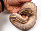 Load image into Gallery viewer, 23&#39; Female Freeway Enchi Leopard Fire Poss Het Pied +  Ball Python - SALE! WEIRD