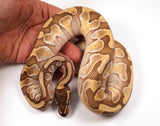 Load image into Gallery viewer, 2023&#39; Female Lesser Pastel  Poss Het Clown Ball Python - SALE!